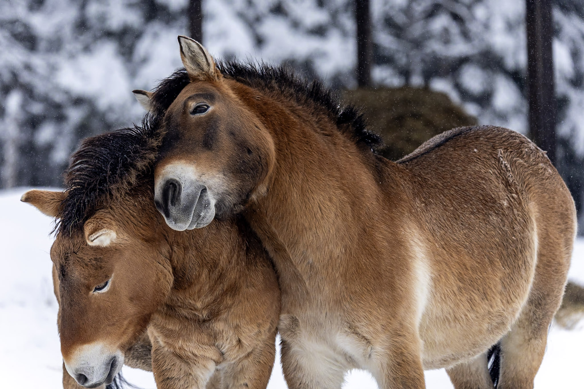 Przewalski's horse at Fondation des Amis du Parc Omega