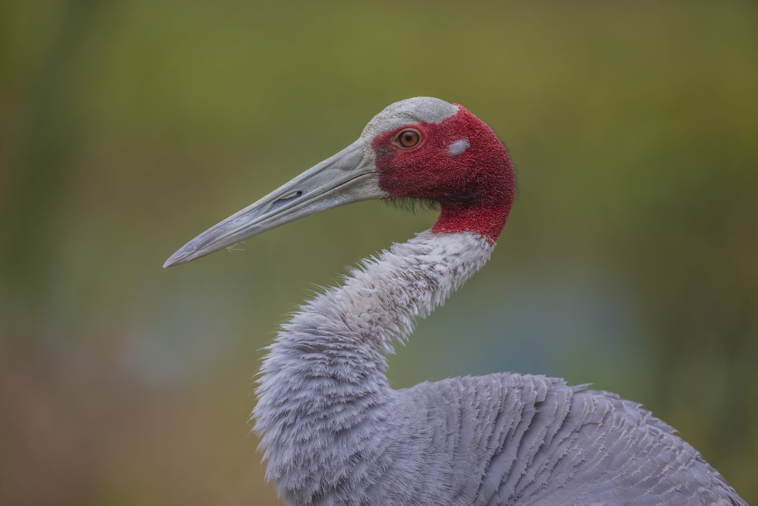 Sarus Crane Exhibit