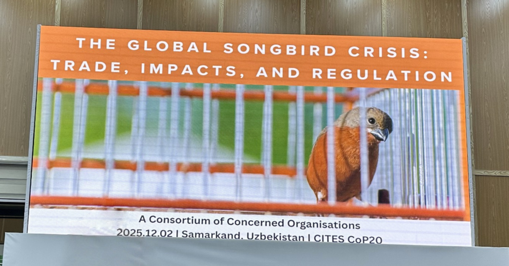 Side event 'The Global Songbird Crisis: Trade, Impacts, and Regulation' co-sponsored by WAZA, at CITES CoP20